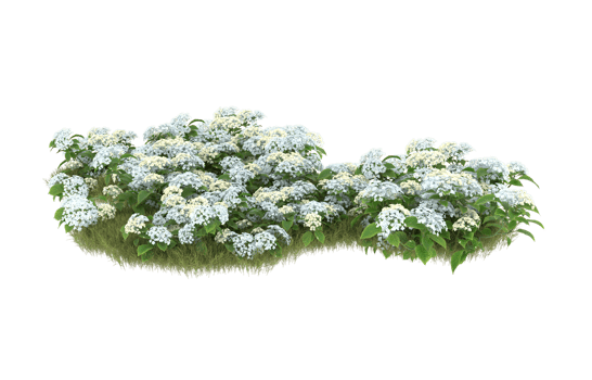 Realistic foliage isolated on transparent background. 3d rendering - illustration png