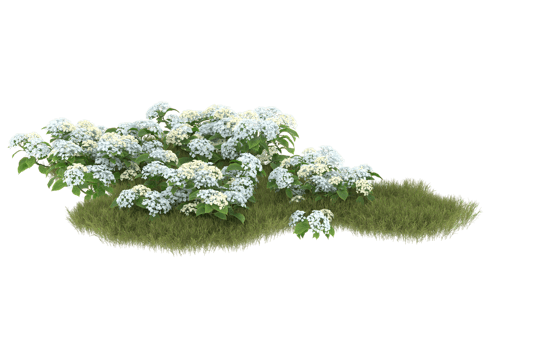Realistic foliage isolated on transparent background. 3d rendering - illustration png