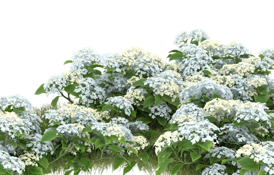 Realistic foliage isolated on transparent background. 3d rendering - illustration png