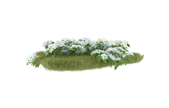 Realistic foliage isolated on transparent background. 3d rendering - illustration png