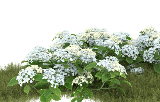 Realistic foliage isolated on transparent background. 3d rendering - illustration png
