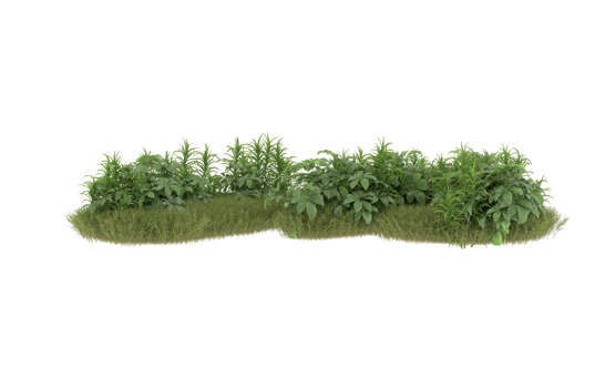 Realistic foliage isolated on transparent background. 3d rendering - illustration png
