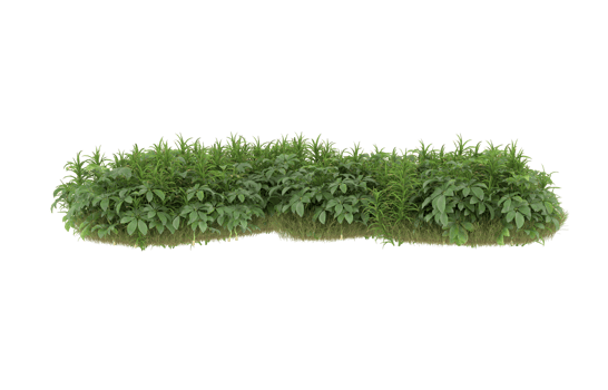 Realistic foliage isolated on transparent background. 3d rendering - illustration png