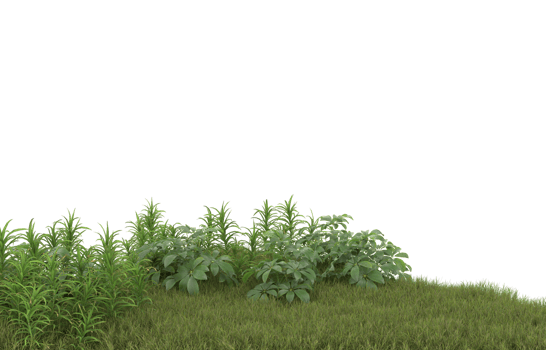 Realistic foliage isolated on transparent background. 3d rendering - illustration png
