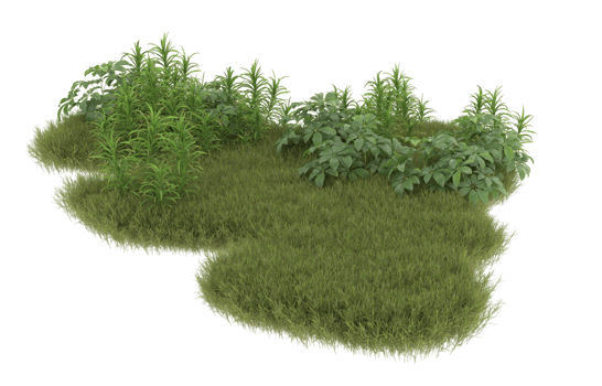 Realistic foliage isolated on transparent background. 3d rendering - illustration png