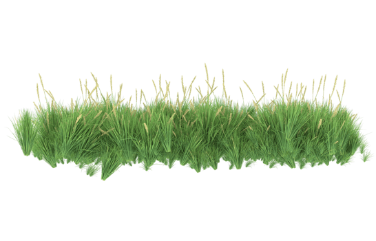 Realistic foliage isolated on transparent background. 3d rendering - illustration png