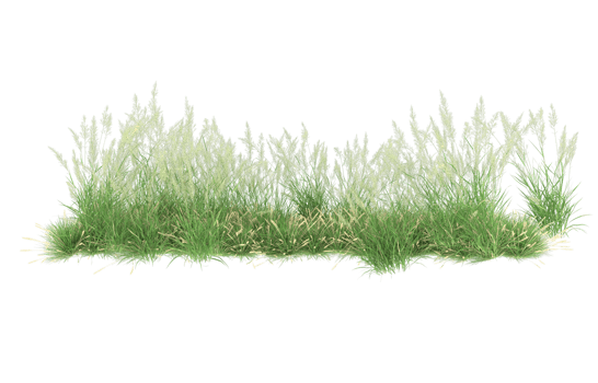 Realistic foliage isolated on transparent background. 3d rendering - illustration png