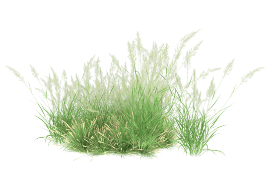 Realistic foliage isolated on transparent background. 3d rendering - illustration png