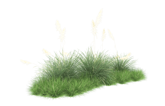 Realistic foliage isolated on transparent background. 3d rendering - illustration png