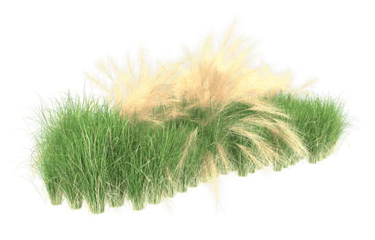 Realistic foliage isolated on transparent background. 3d rendering - illustration png