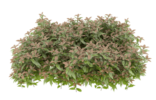 Realistic foliage isolated on transparent background. 3d rendering - illustration png