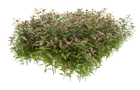 Realistic foliage isolated on transparent background. 3d rendering - illustration png