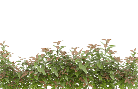 Realistic foliage isolated on transparent background. 3d rendering - illustration png
