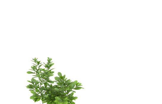 Realistic foliage isolated on transparent background. 3d rendering - illustration png