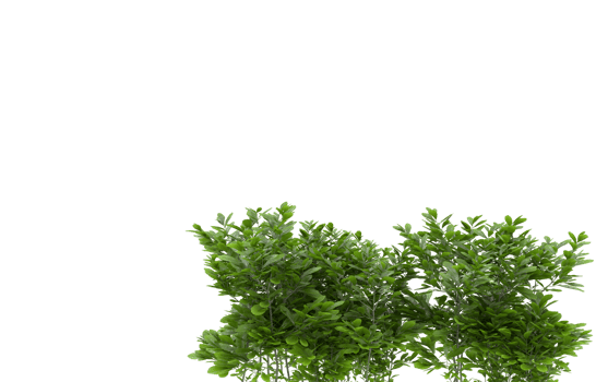 Realistic foliage isolated on transparent background. 3d rendering - illustration png