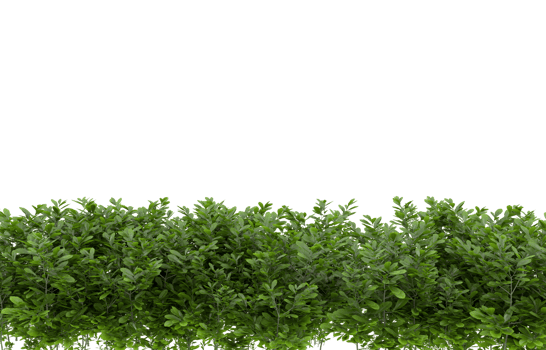 Realistic foliage isolated on transparent background. 3d rendering - illustration png