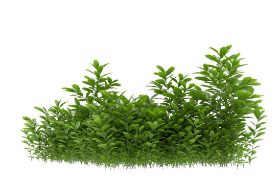 Realistic foliage isolated on transparent background. 3d rendering - illustration png