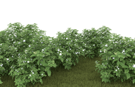 Realistic foliage isolated on transparent background. 3d rendering - illustration png