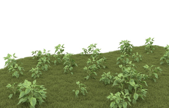 Realistic foliage isolated on transparent background. 3d rendering - illustration png