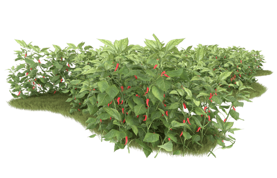 Realistic foliage isolated on transparent background. 3d rendering - illustration png