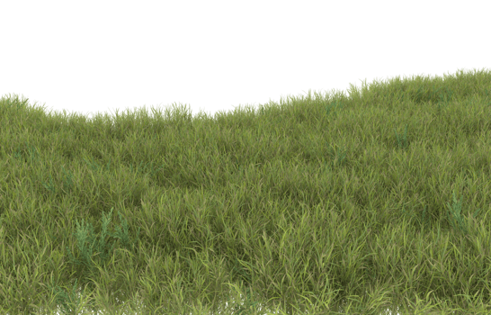 Realistic foliage isolated on transparent background. 3d rendering - illustration png