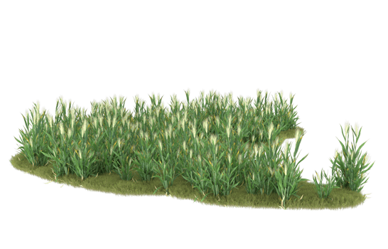 Realistic foliage isolated on transparent background. 3d rendering - illustration png