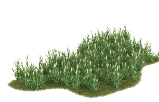 Realistic foliage isolated on transparent background. 3d rendering - illustration png