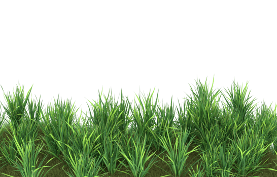 Realistic foliage isolated on transparent background. 3d rendering - illustration png