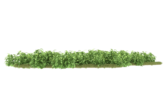 Realistic foliage isolated on transparent background. 3d rendering - illustration png