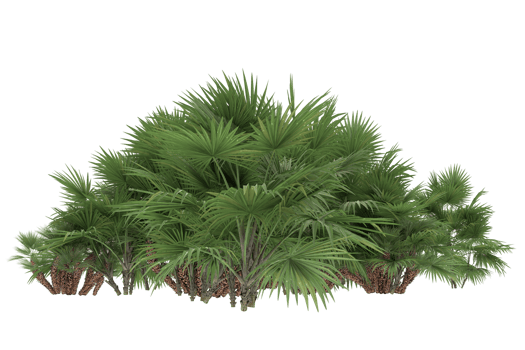 Palm trees isolated on transparent background. 3d rendering - illustration png