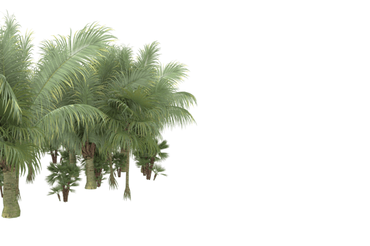 Palm trees isolated on transparent background. 3d rendering - illustration png