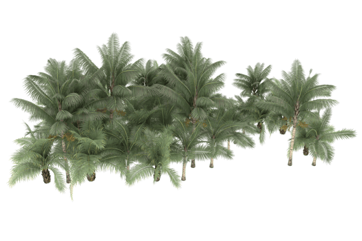 Palm trees isolated on transparent background. 3d rendering - illustration png