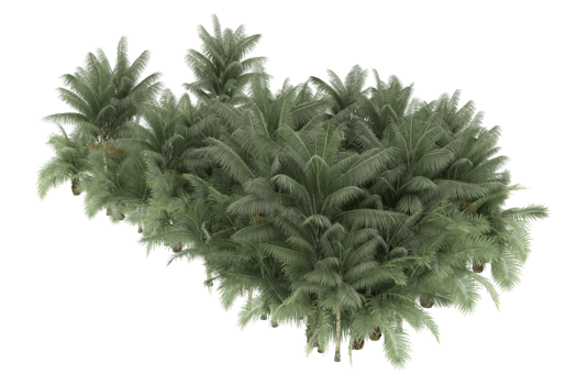 Palm trees isolated on transparent background. 3d rendering - illustration png