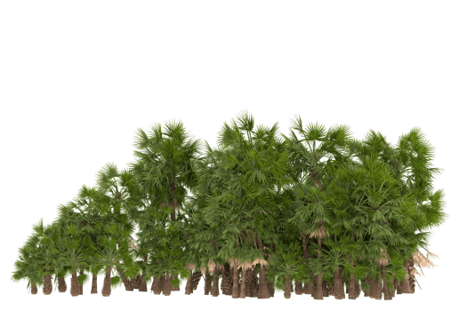 Palm trees isolated on transparent background. 3d rendering - illustration png