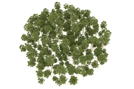 Palm trees isolated on transparent background. 3d rendering - illustration png