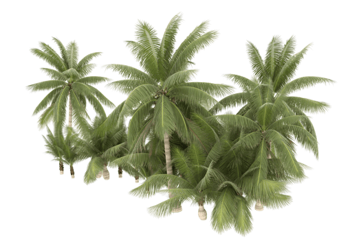 Palm trees isolated on transparent background. 3d rendering - illustration png