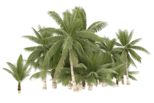 Palm trees isolated on transparent background. 3d rendering - illustration png