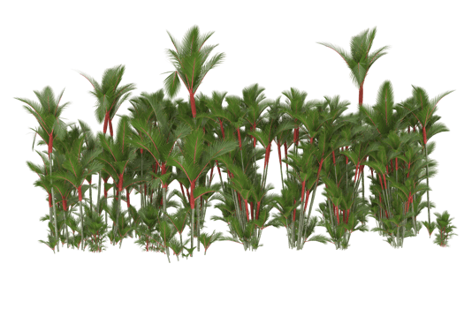 Palm trees isolated on transparent background. 3d rendering - illustration png