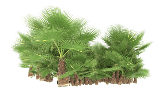 Palm trees isolated on transparent background. 3d rendering - illustration png