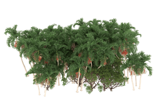Palm trees isolated on transparent background. 3d rendering - illustration png