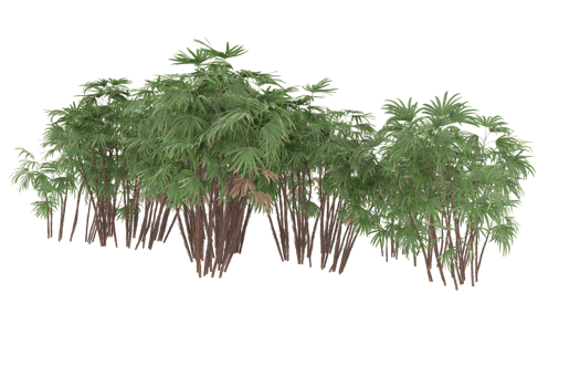 Palm trees isolated on transparent background. 3d rendering - illustration png