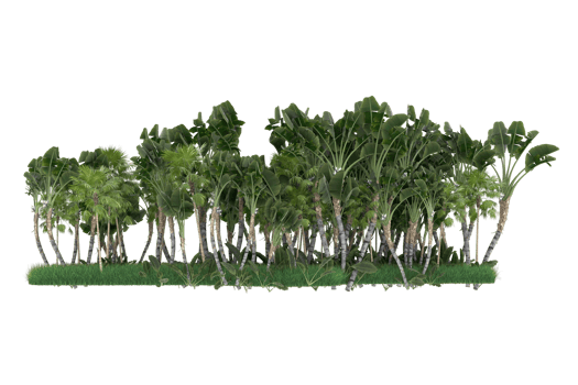 Palm trees isolated on transparent background. 3d rendering - illustration png