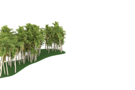 Palm trees isolated on transparent background. 3d rendering - illustration png