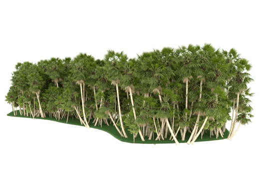 Palm trees isolated on transparent background. 3d rendering - illustration png