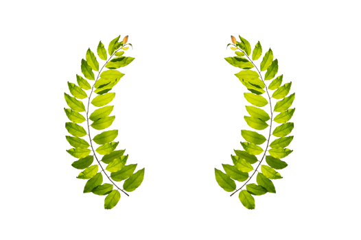 leaf vine circle Isolate on transparent background PNG file