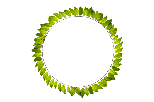leaf vine circle Isolate on transparent background PNG file