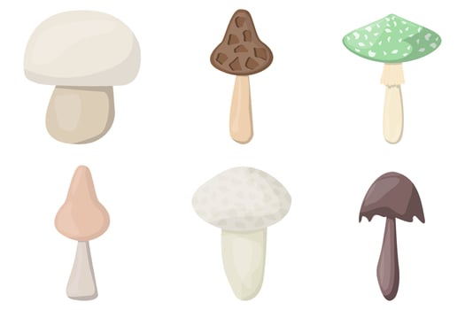 PrintSET of mushrooms. Edible Organic mushrooms. Truffle. Forest wild mushrooms types. Colorful vector illustration isolated on white background.
