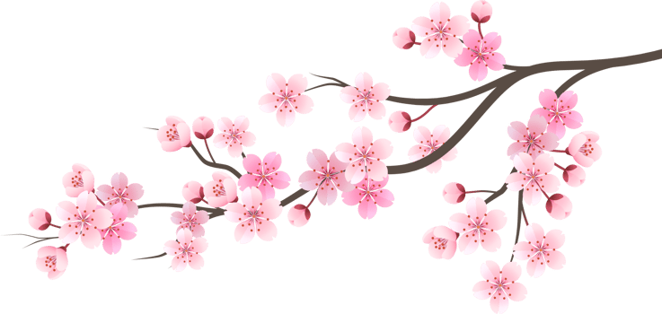 Sakura cherry blossom flower png