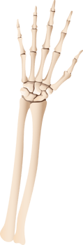 Human hand skeleton png