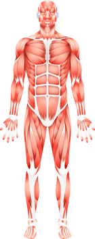 Human body skeleton png